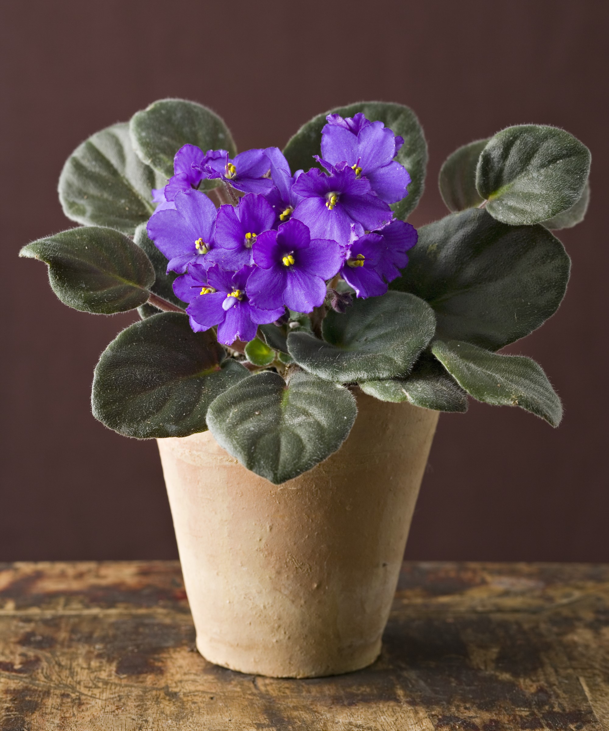 African violet plant on wooden table