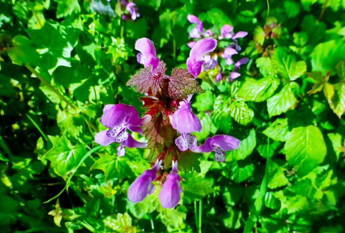 ORTIGA FÉTIDA (Lamium maculatum) [OC]
