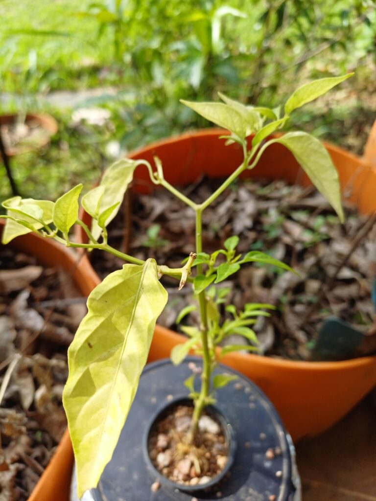 I'm Battling, im sure its a nutrient problem but not sure what! Any advice welcome...
