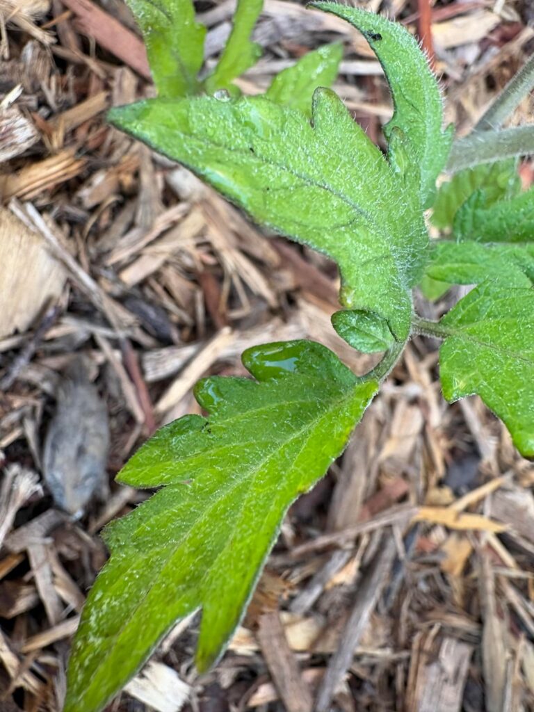 Deficiency?