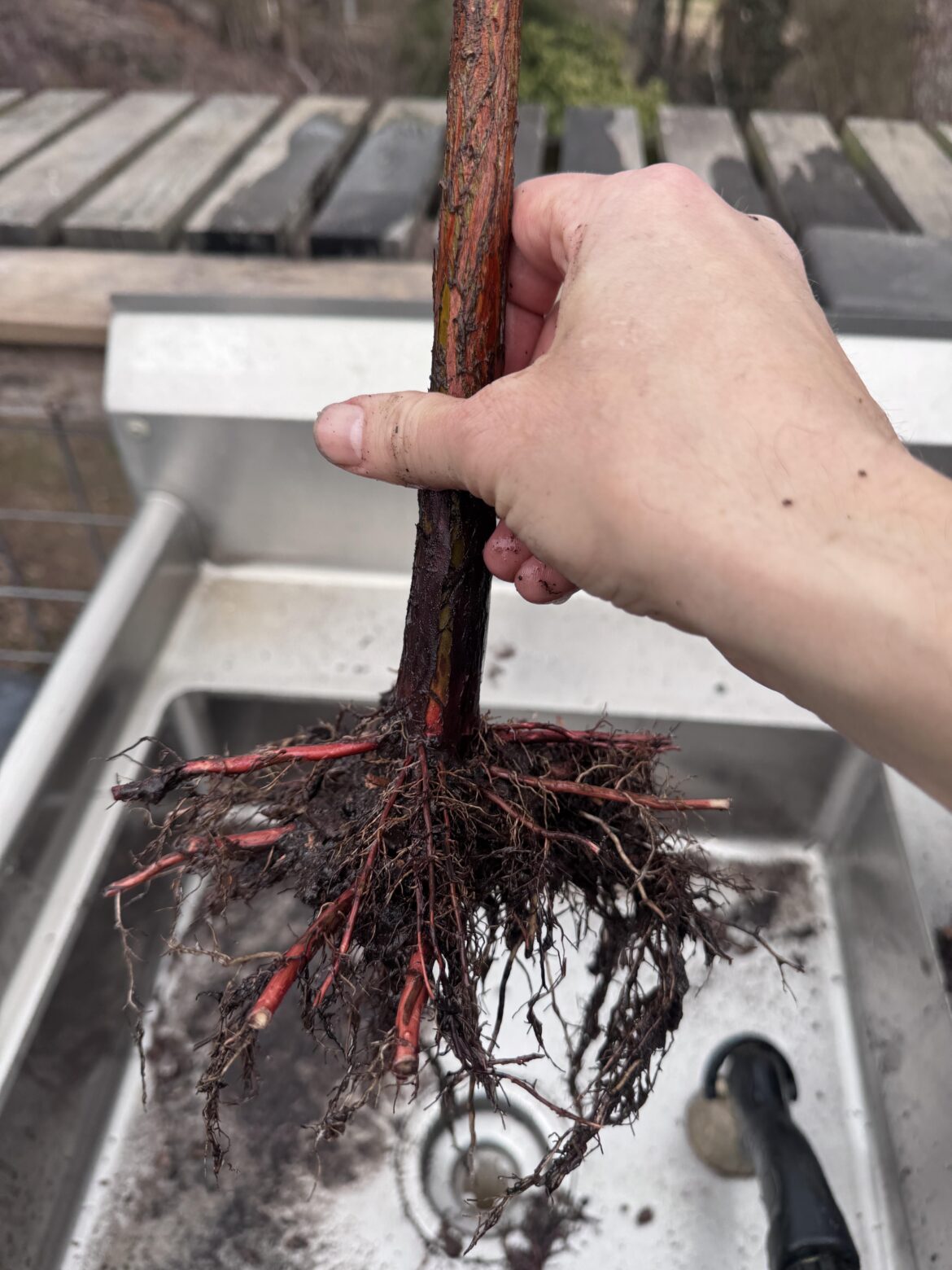 What bald cypress looks like then you grow the roots through a CD