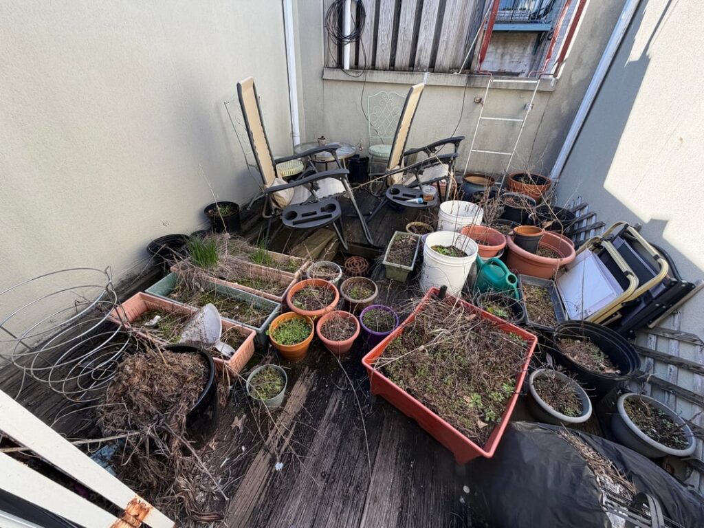 Inherited this on a roof in NY – any idea how I can save it? Inherited this on a roof in NY - any idea how I can save it?