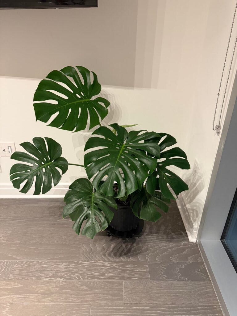 Next steps for my monstera