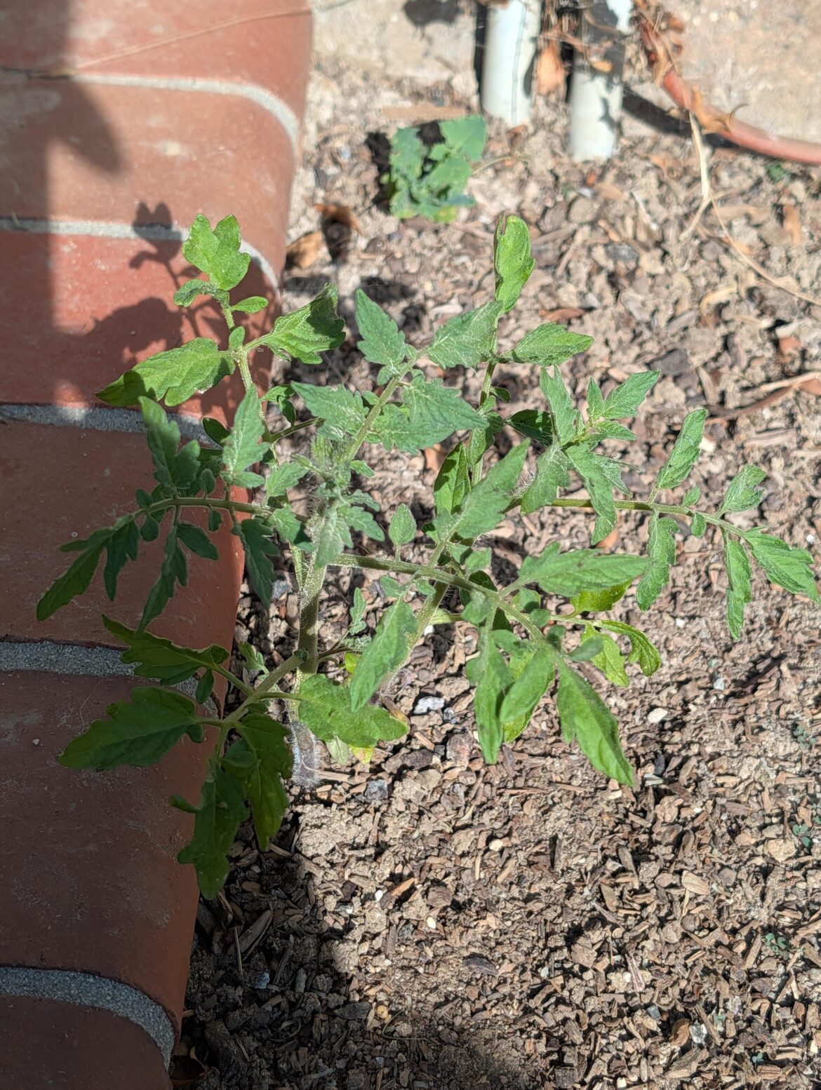 Tomato growing in rock hard dirt