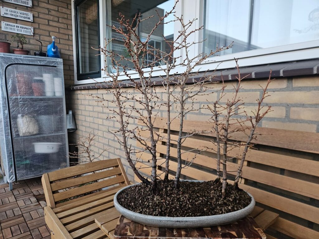 First group planting