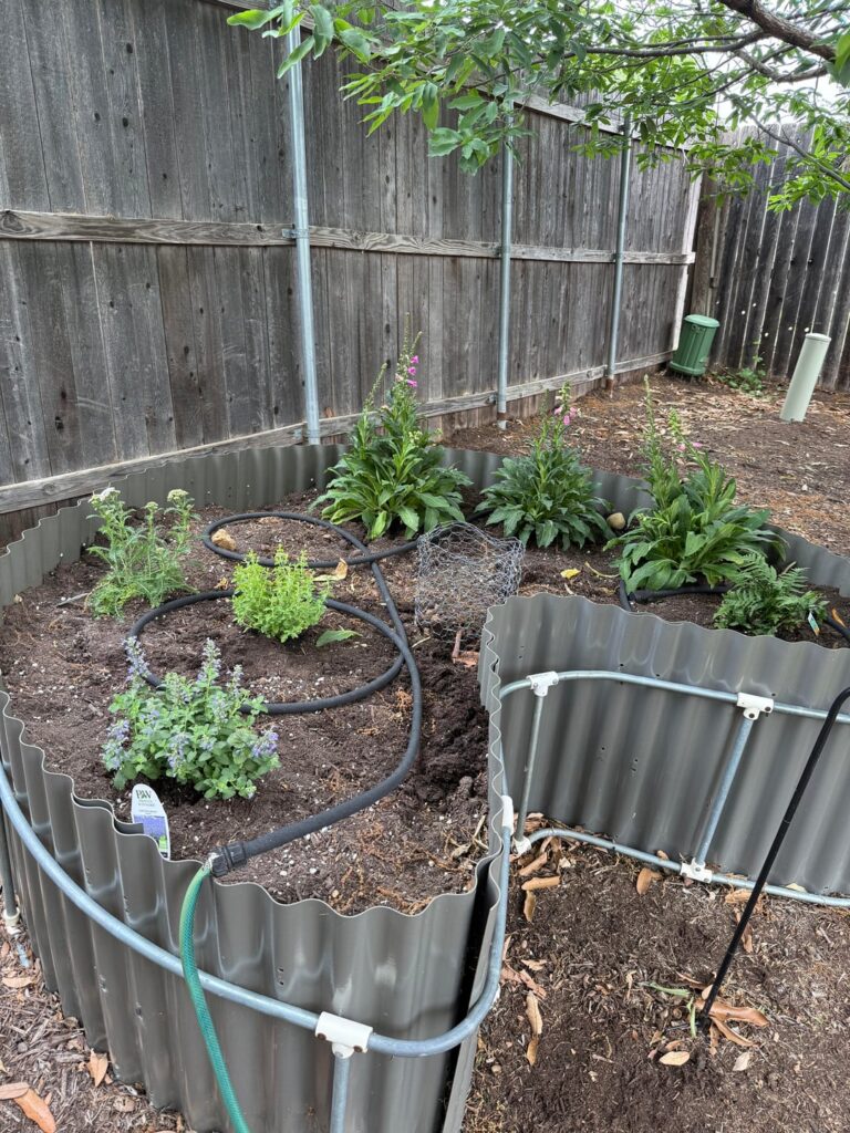Any tips for foxglove in Austin? Any tips for foxglove in Austin?