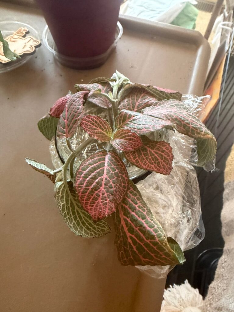 Trying to propagate a Nerve Plant but the cuttings seem weirdly wilted