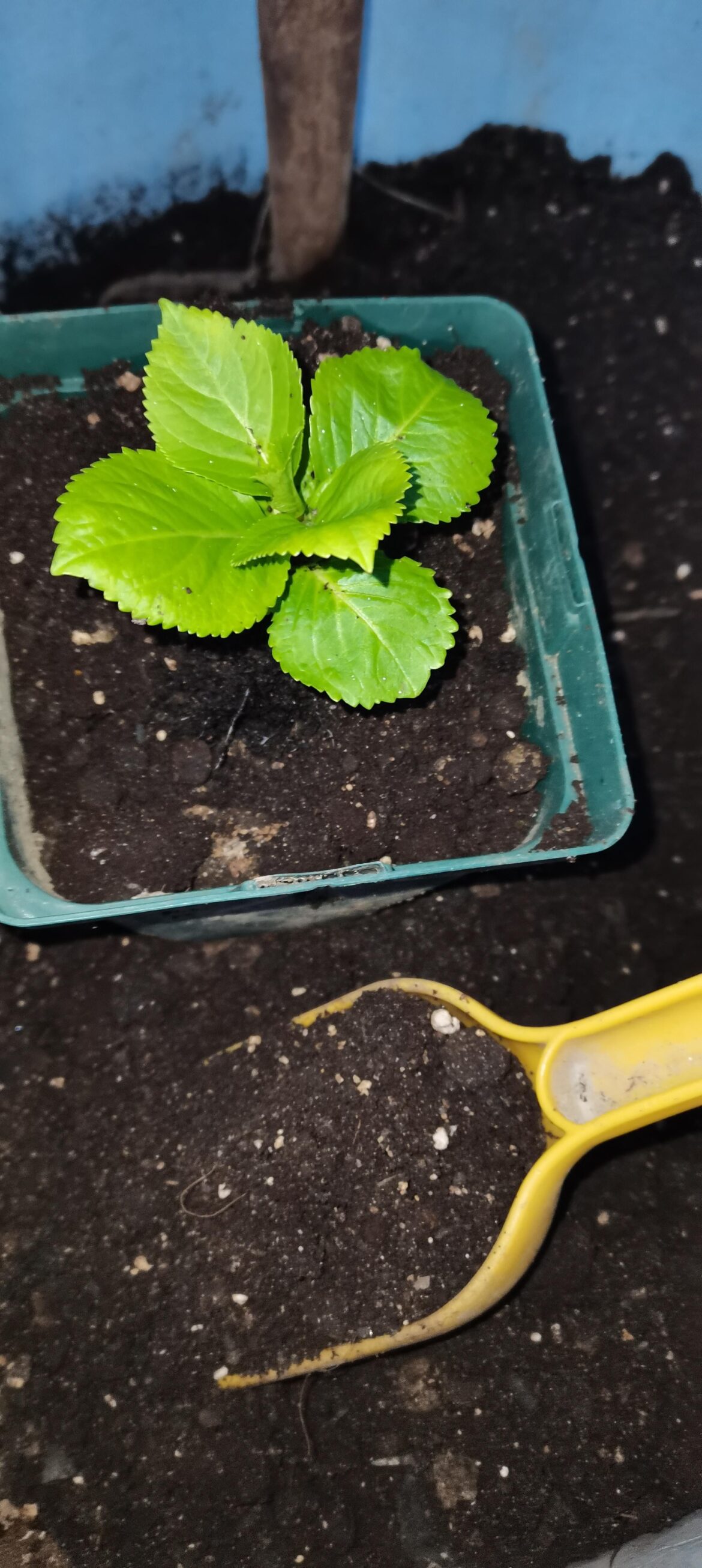 Repotted some Hydrangea cuttings today