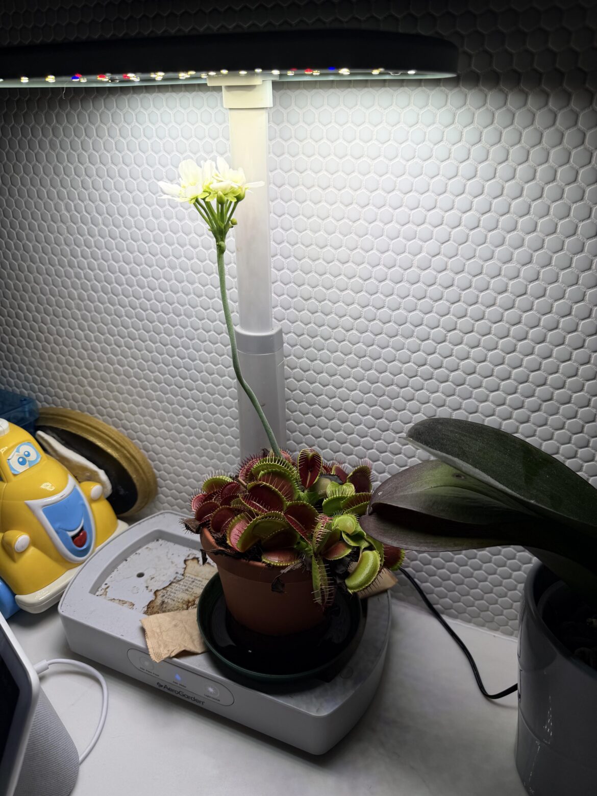My flytrap bloomed