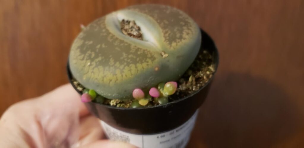 Not baby lithops?