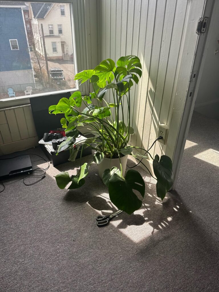 How to approach pruning?
