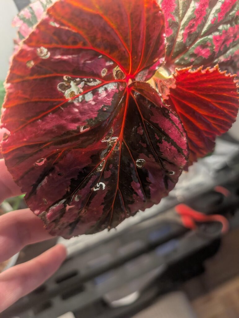 Brevirimosa having random holes in the middle!