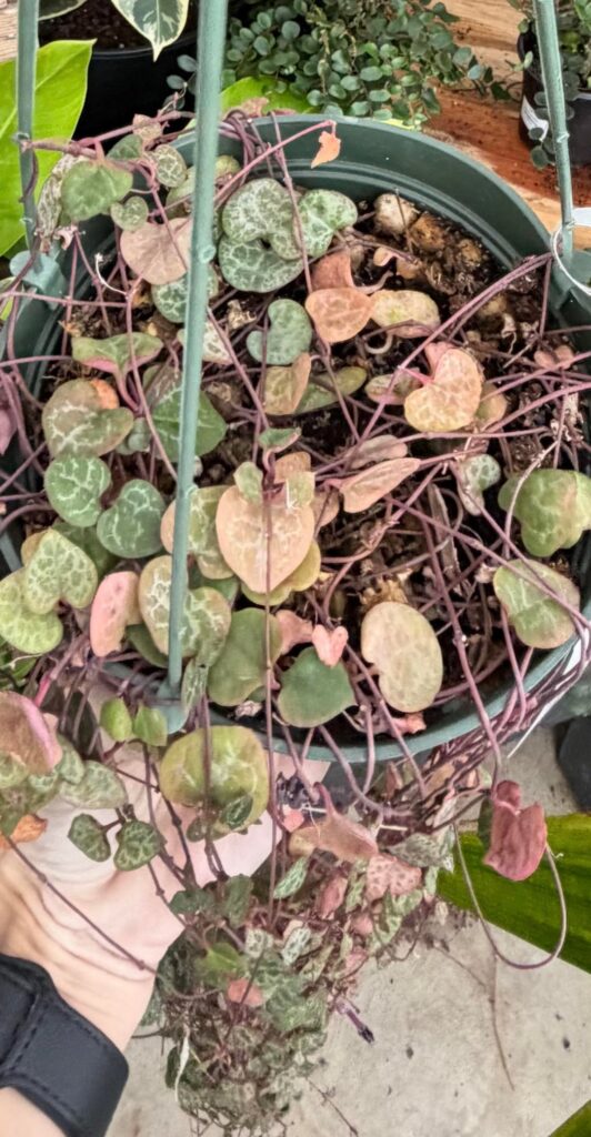 What variety is this string of hearts? Is it so red bc it’s sun stressed?