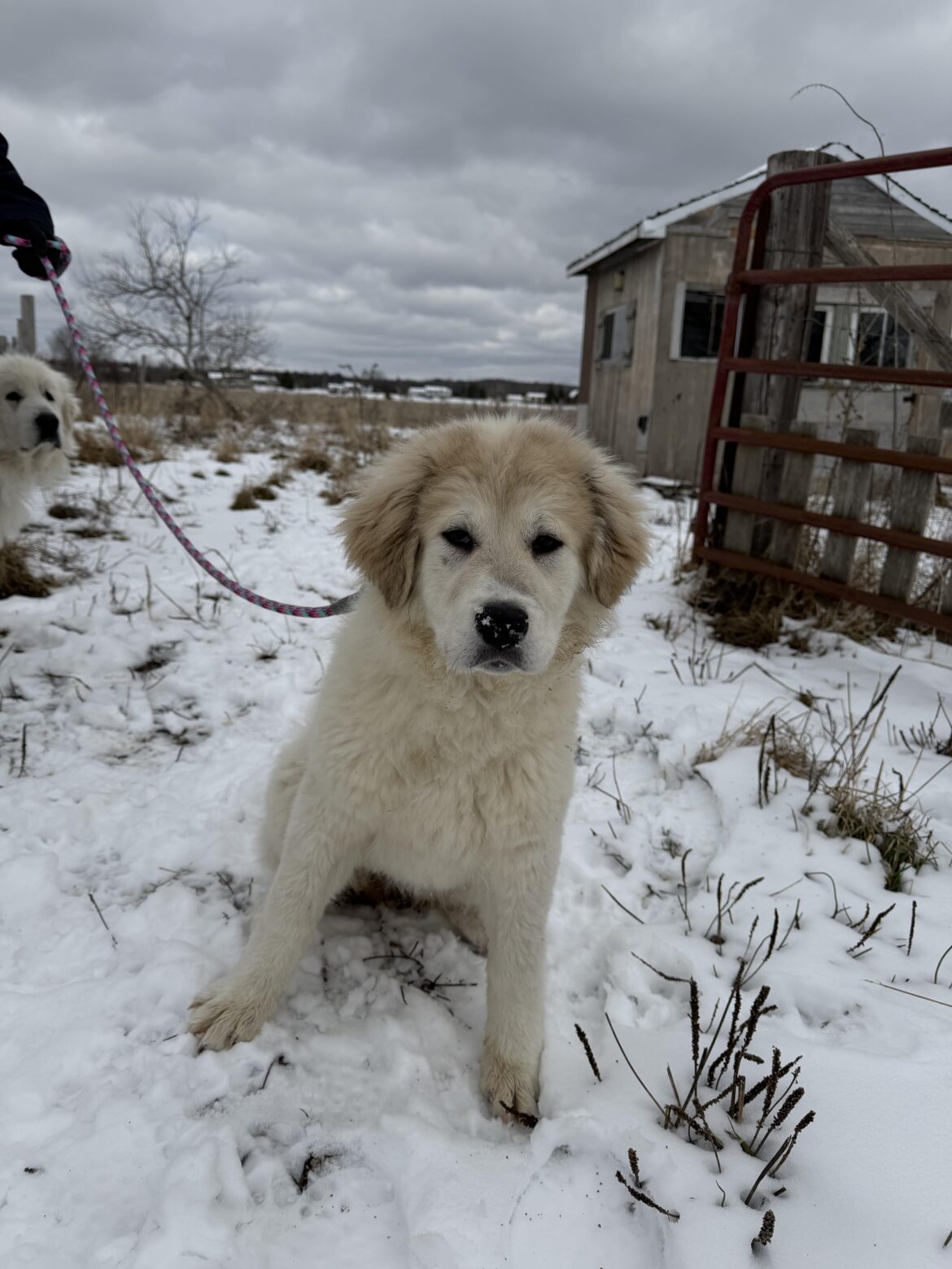 Last of her litter ! 💕