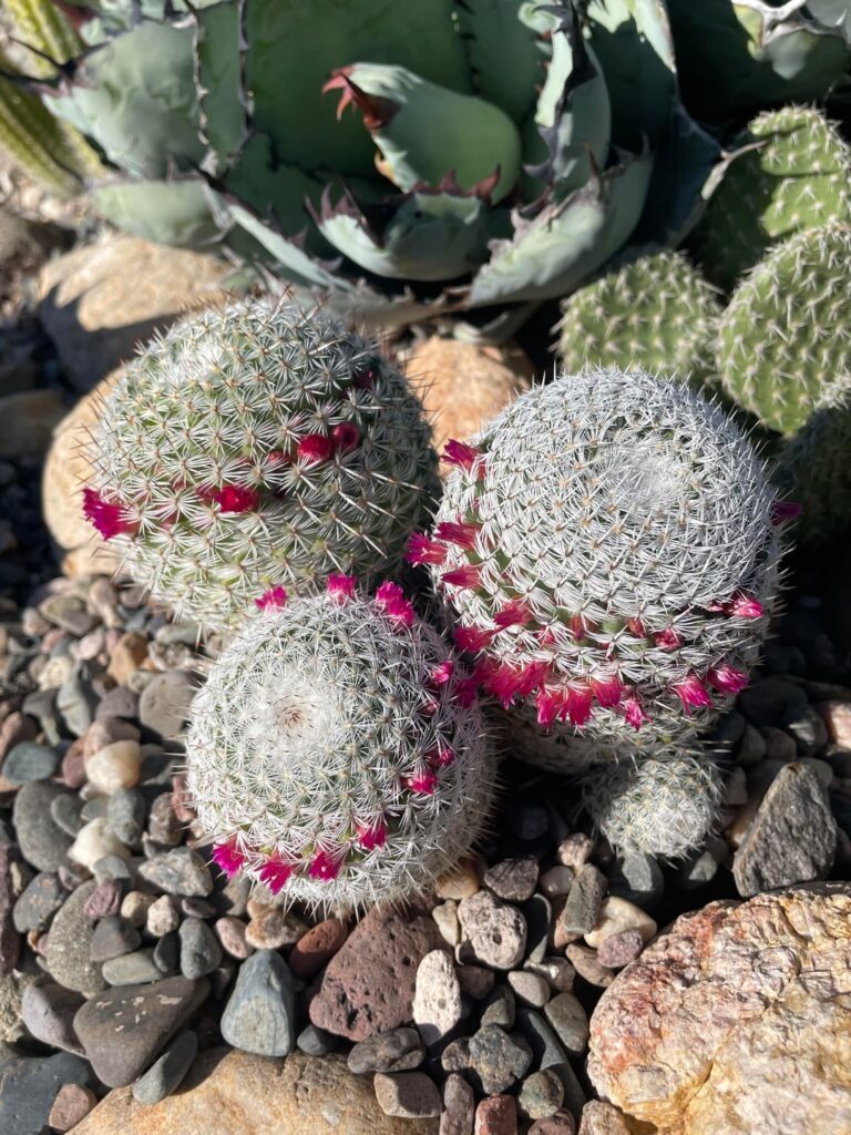 Mammillaria cluster