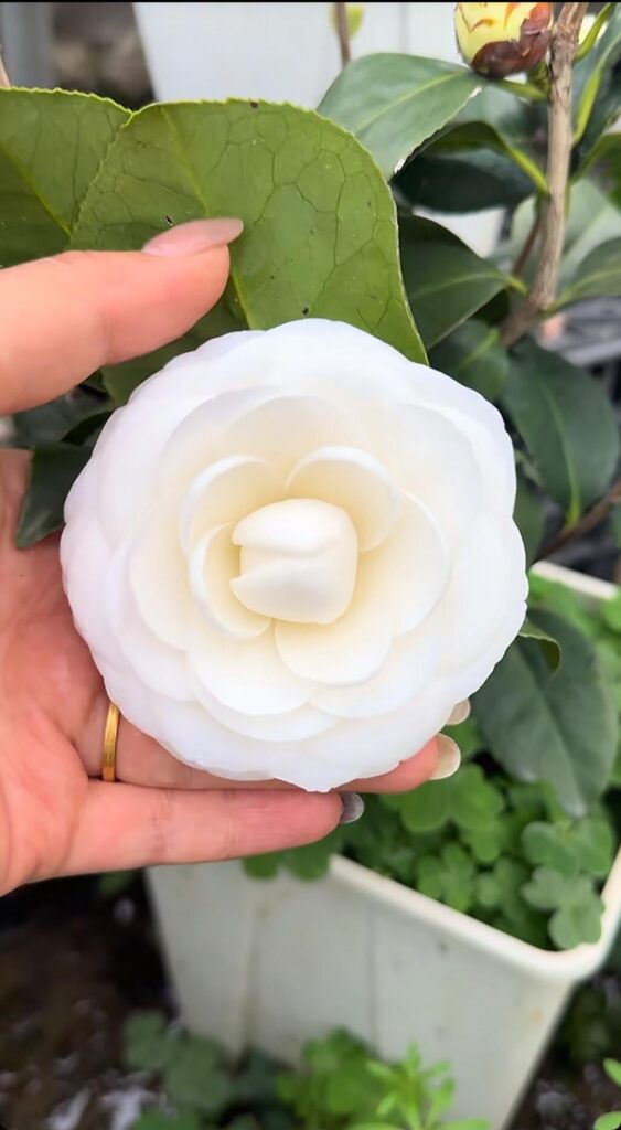 Perfectly layered white camellia bloom