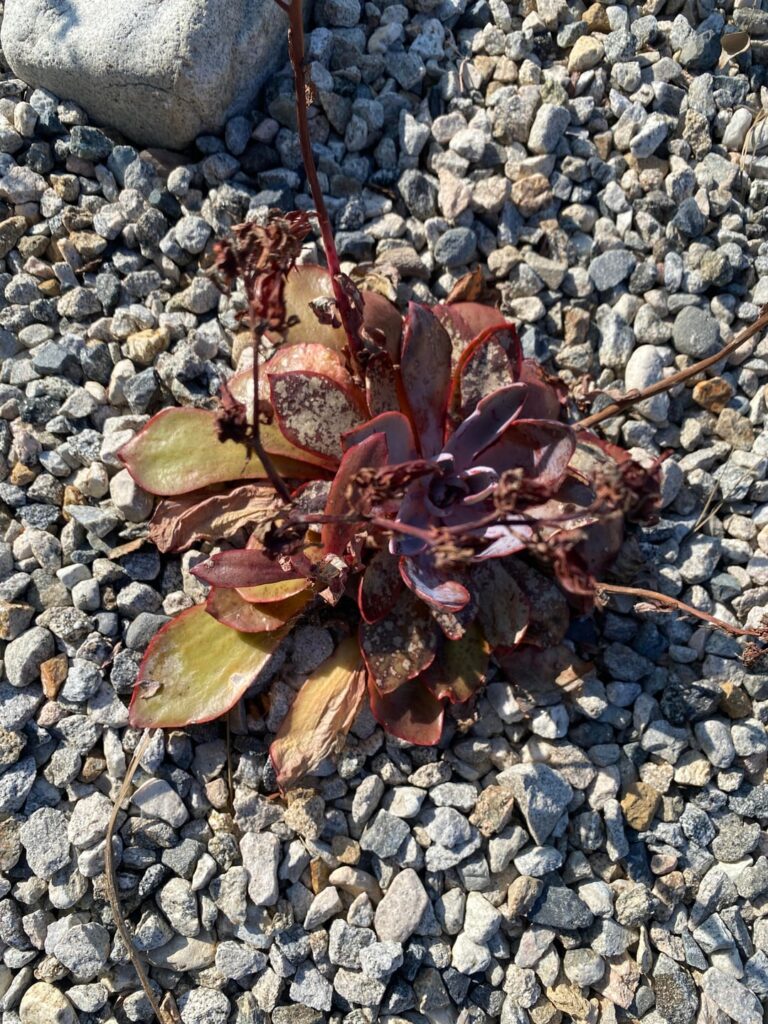 Help identifying problem