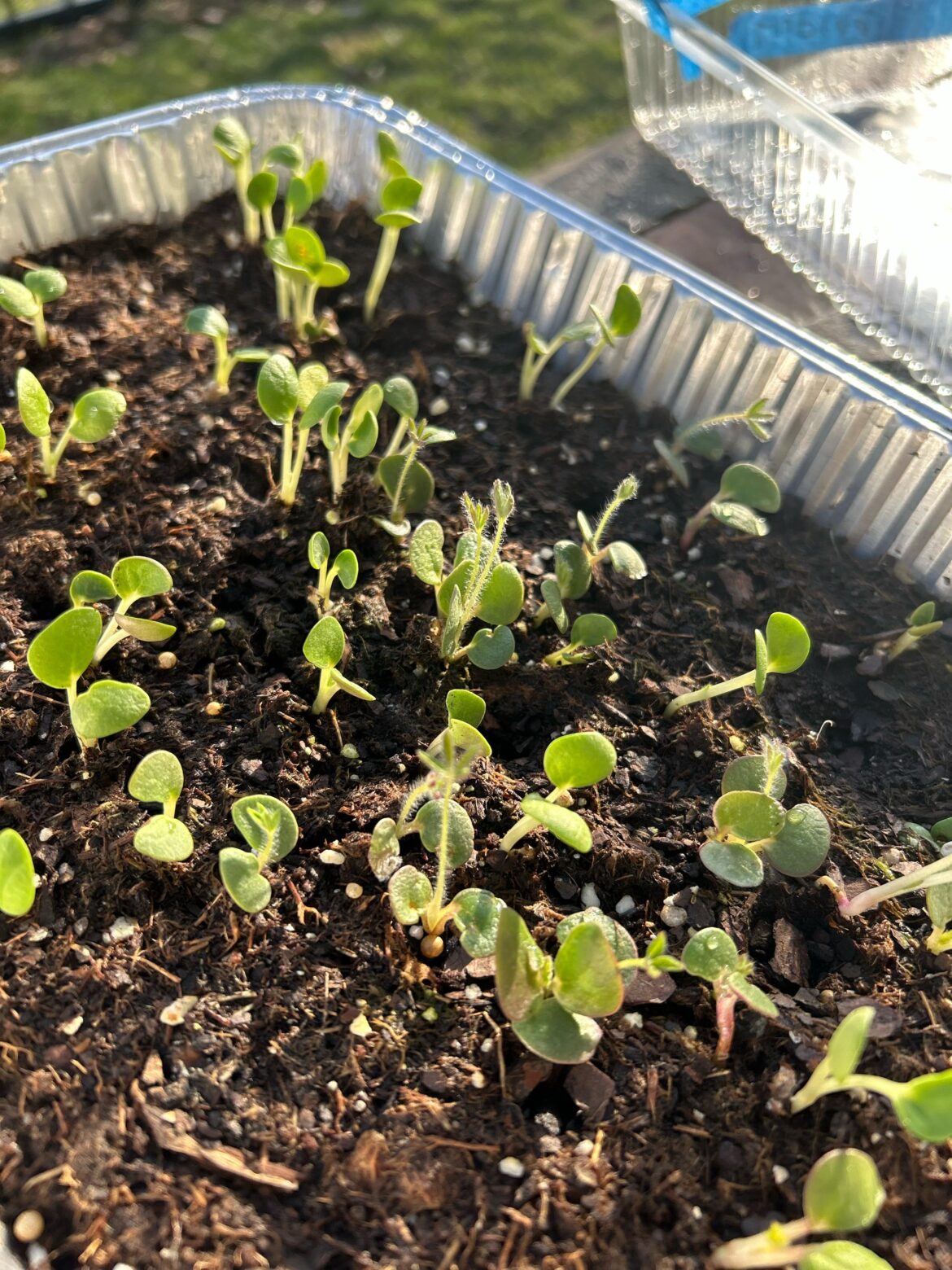 Lupine has two different looking seedlings