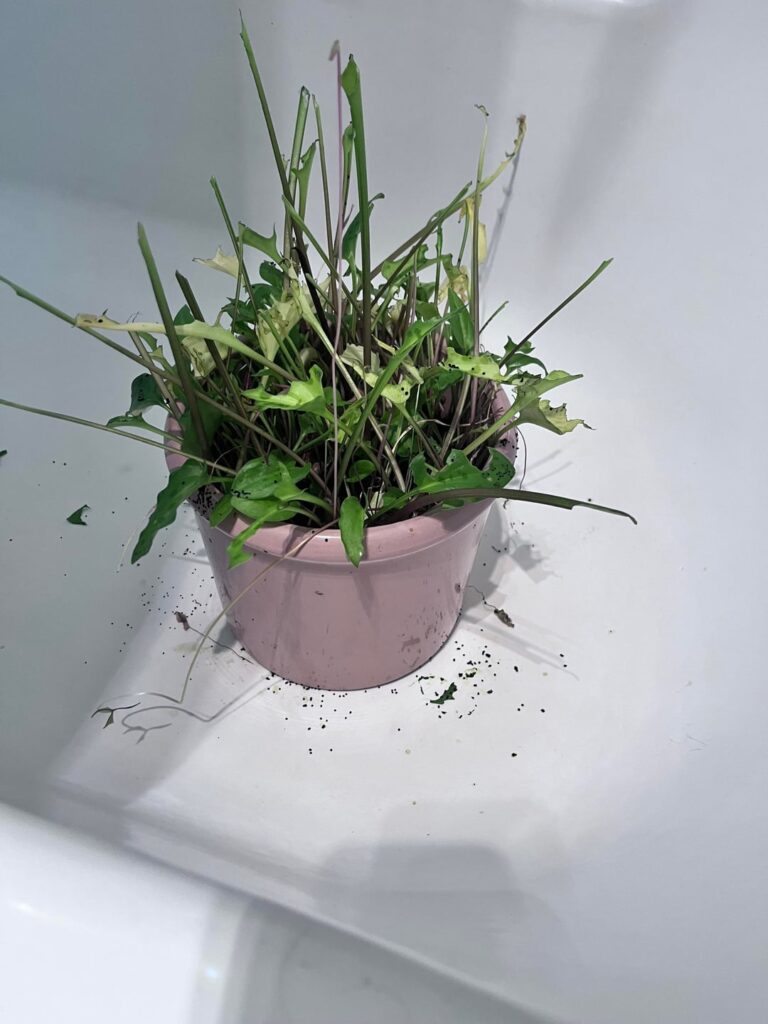 Help! Plant being devoured!