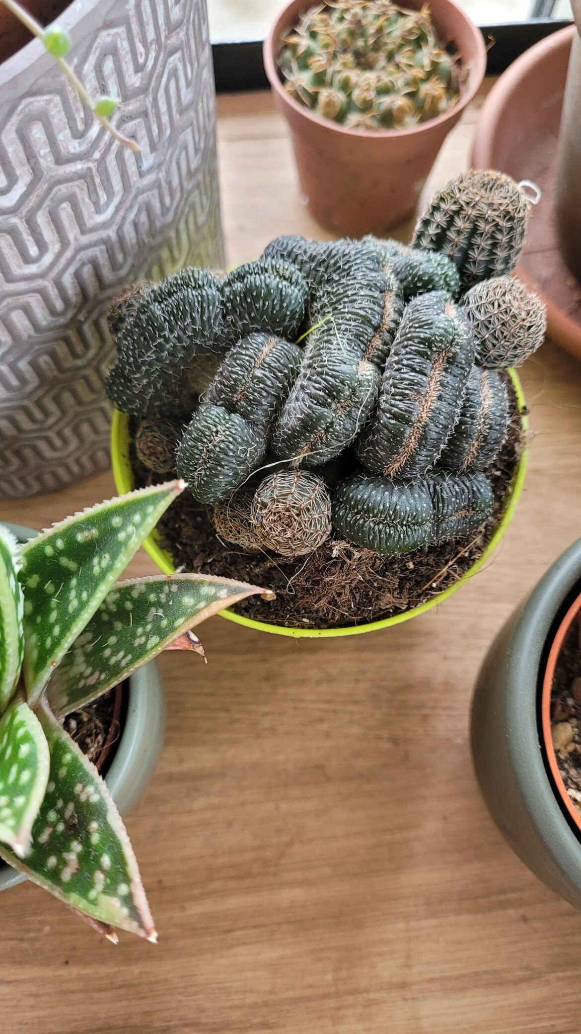 What cactus is that ?