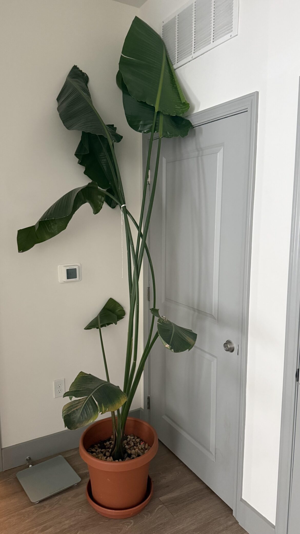 Inherited this ‘Giant Bird of Paradise’ but it can’t stand up on its own Inherited this ‘Giant Bird of Paradise’ but it can’t stand up on its own