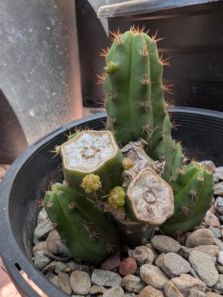New pups / Pups on pups (NOID Bridgessii)
