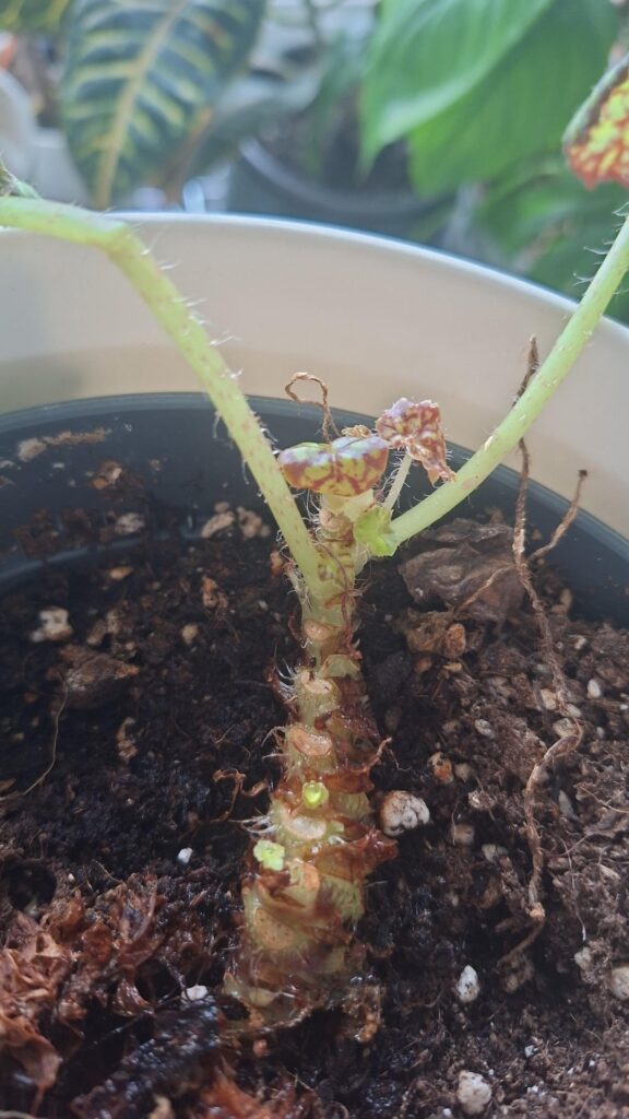 I thought, I lost her for good 🥹🌱 I thought, I lost her for good 🥹🌱