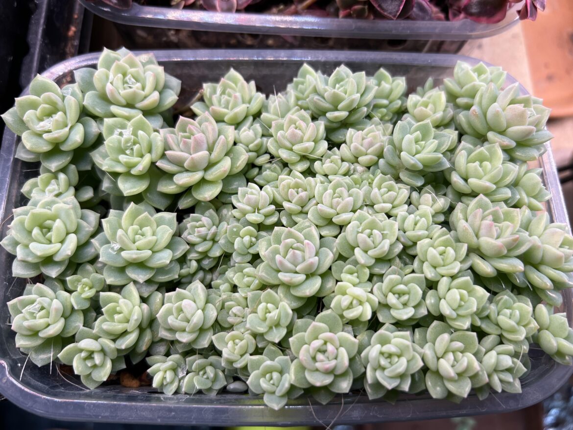 Pot full of Echeveria prolifica props