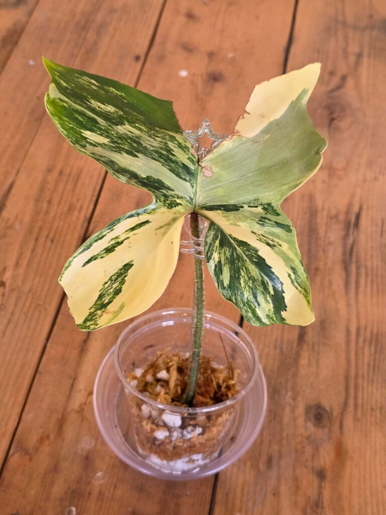 Won a cutting auction, and it did not disappoint!