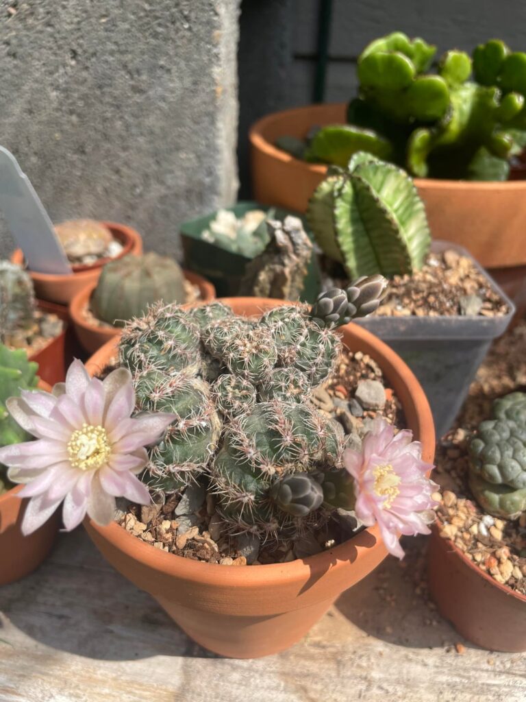 Gymnocalycium bruchii in bloom. Love unopened Gymno buds 😍