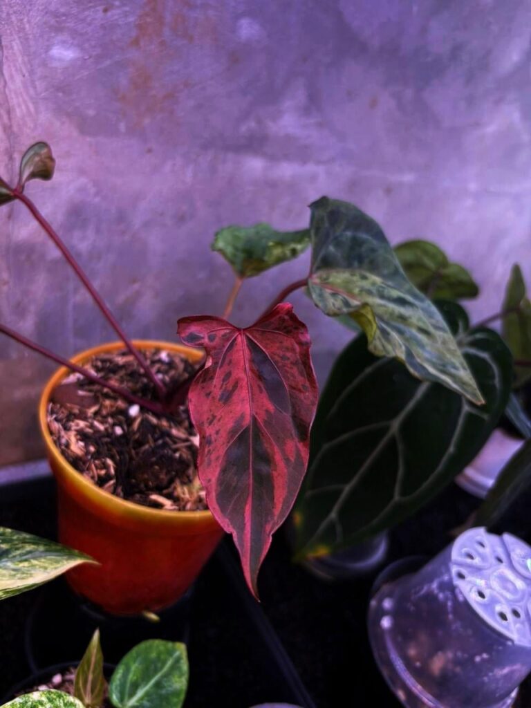 Anthurium fort Sherman x KOS ❤️