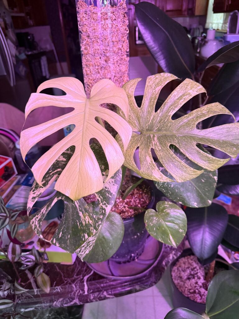 New leaf! New leaf!