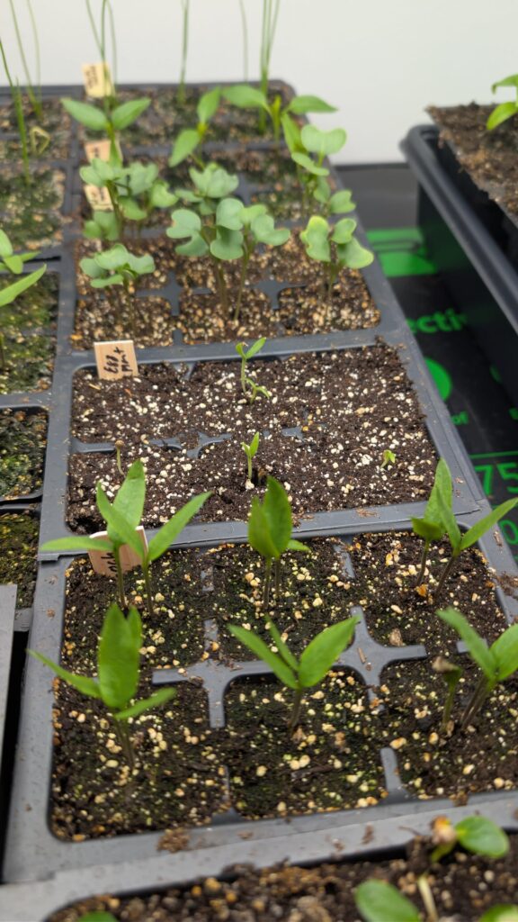 How do you manage water and light requirements for different seedlings?