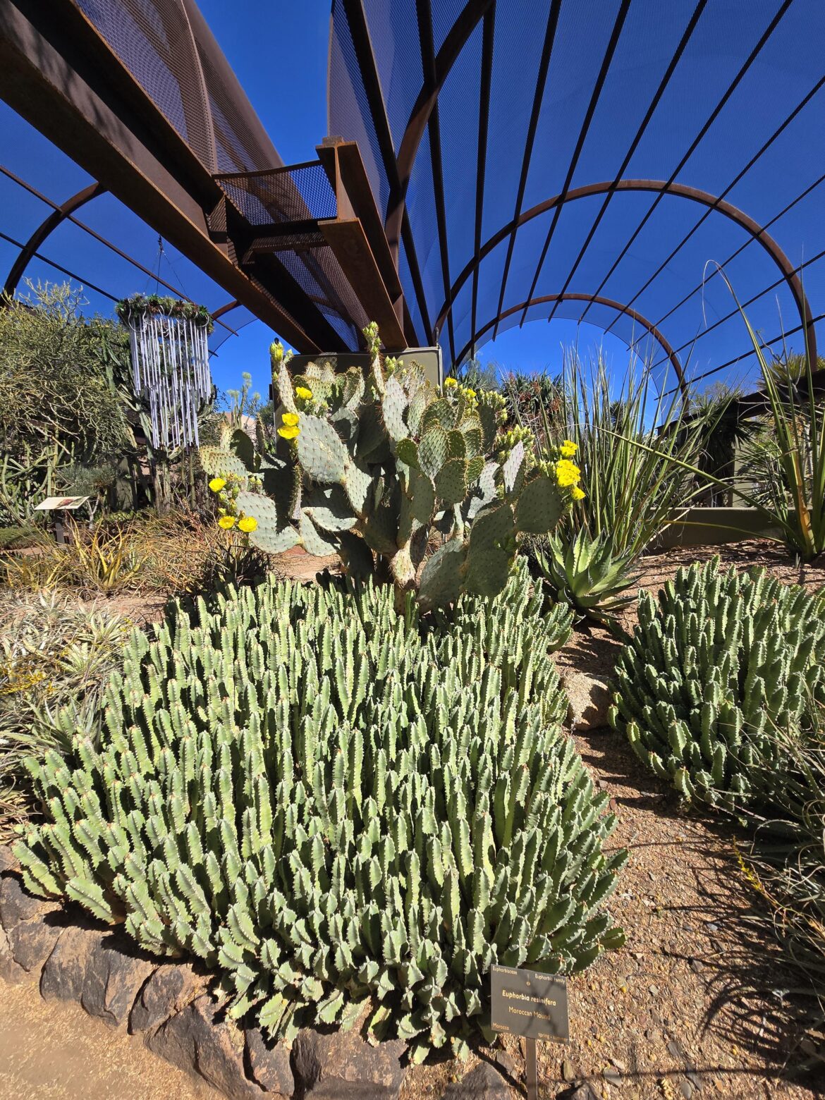 Impressive Morrocan mounds with at the Desert Botanical Garden