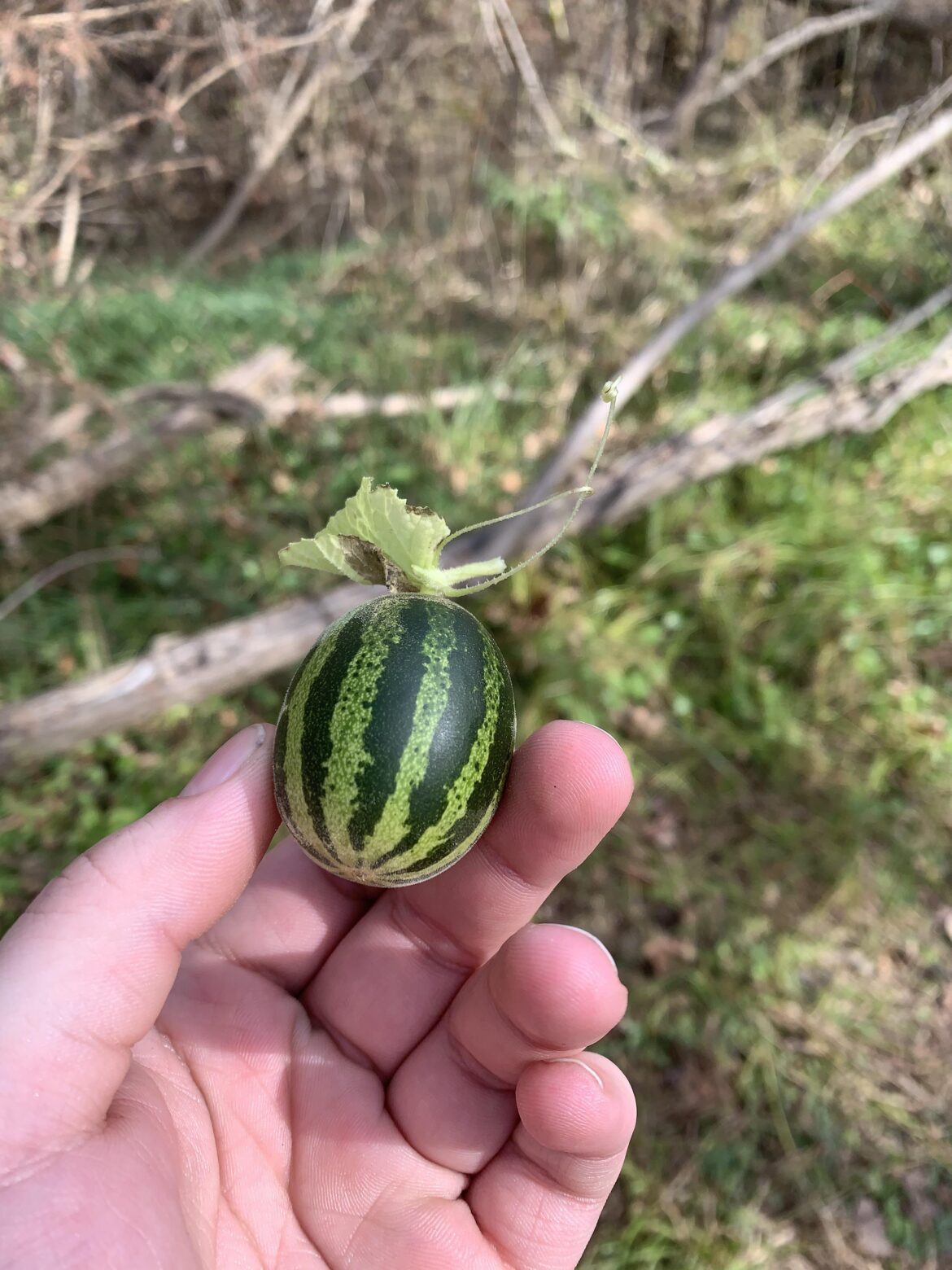 found a tree of these little melons by the river on my hike, what are they?
