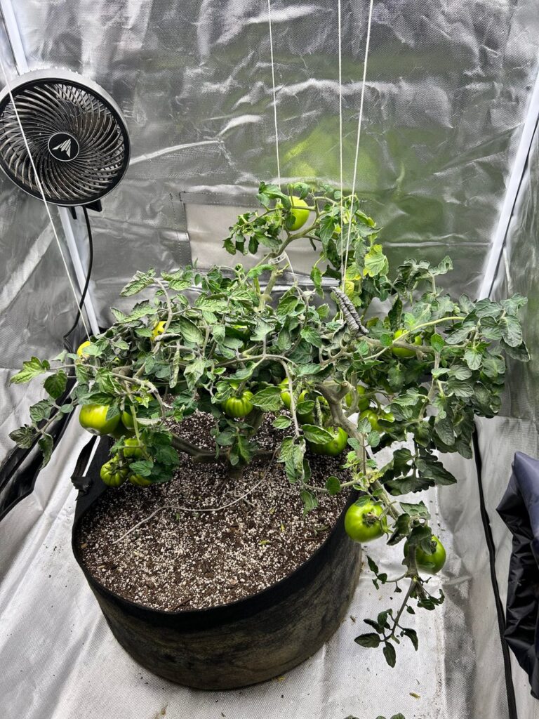 Update for Brandywine indoor grow. Update for Brandywine indoor grow.