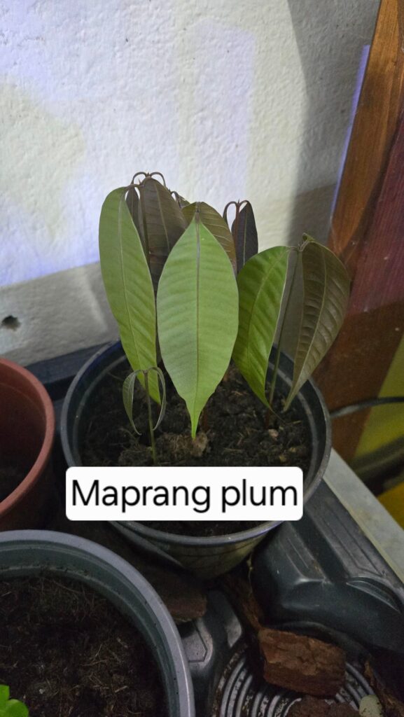 Some tropical fruit trees planted from seed