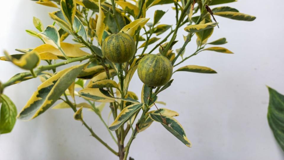 The variegated pink lemon, also called the variegated Eureka lemon, or pink fleshed Eureka lemon is a cultivar of lemon Citrus with unique pink flesh, a green striped rind when ripening