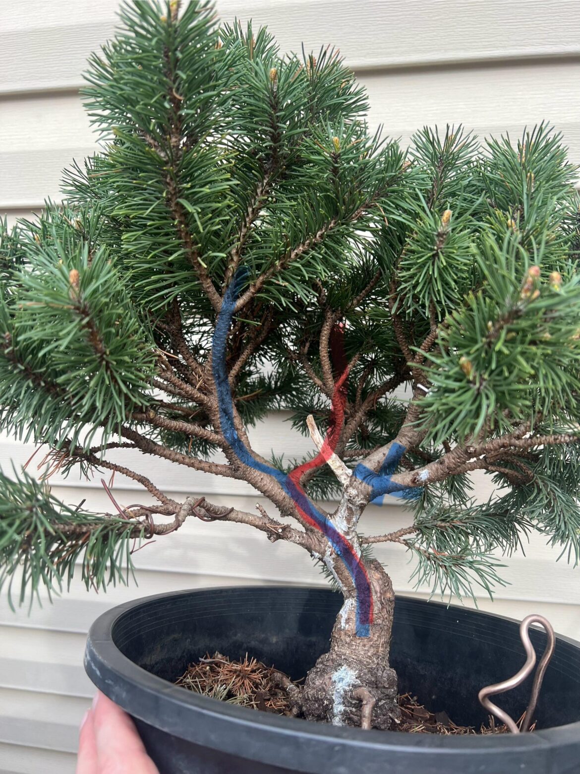 Mugo pine styling design