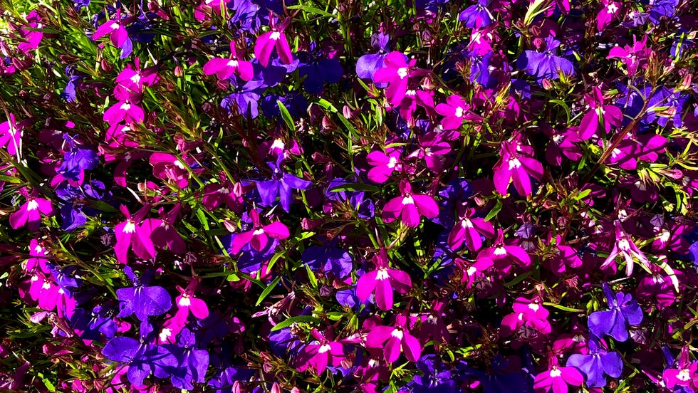 Creeping Phlox flowers in bloom