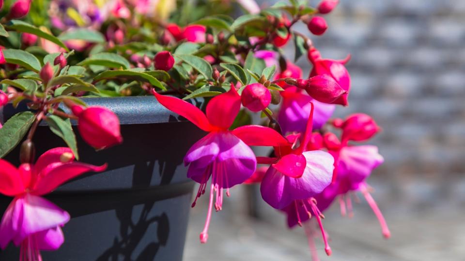 Bright pink fuchsia flowers close-up. Fuchsia garden flower in container
