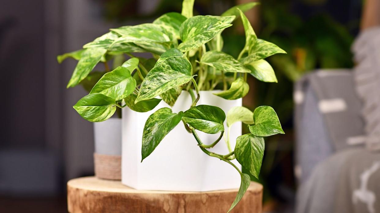 Pothos (Epipremnum aureum)