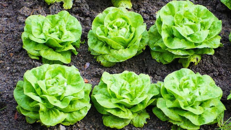 Lettuce gems growing in garden