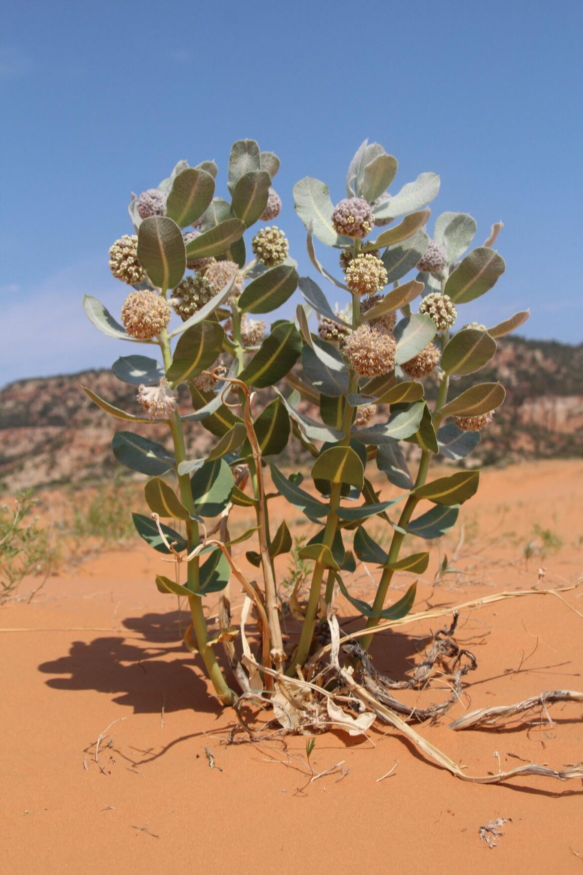 Sand Dune Planter UT, Z7
