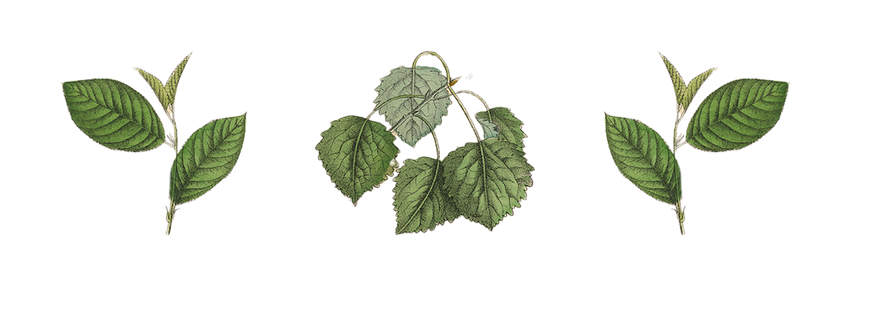 detailed illustrations of various leaves