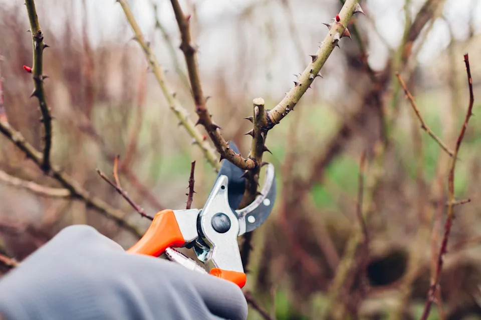 Gardener pruning rose bush in spring garden with secateur. Taking care of shrub. Outdoor chores