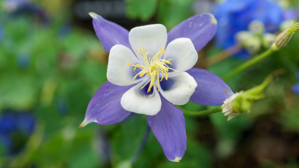 Aquilegia viridiflora Pall