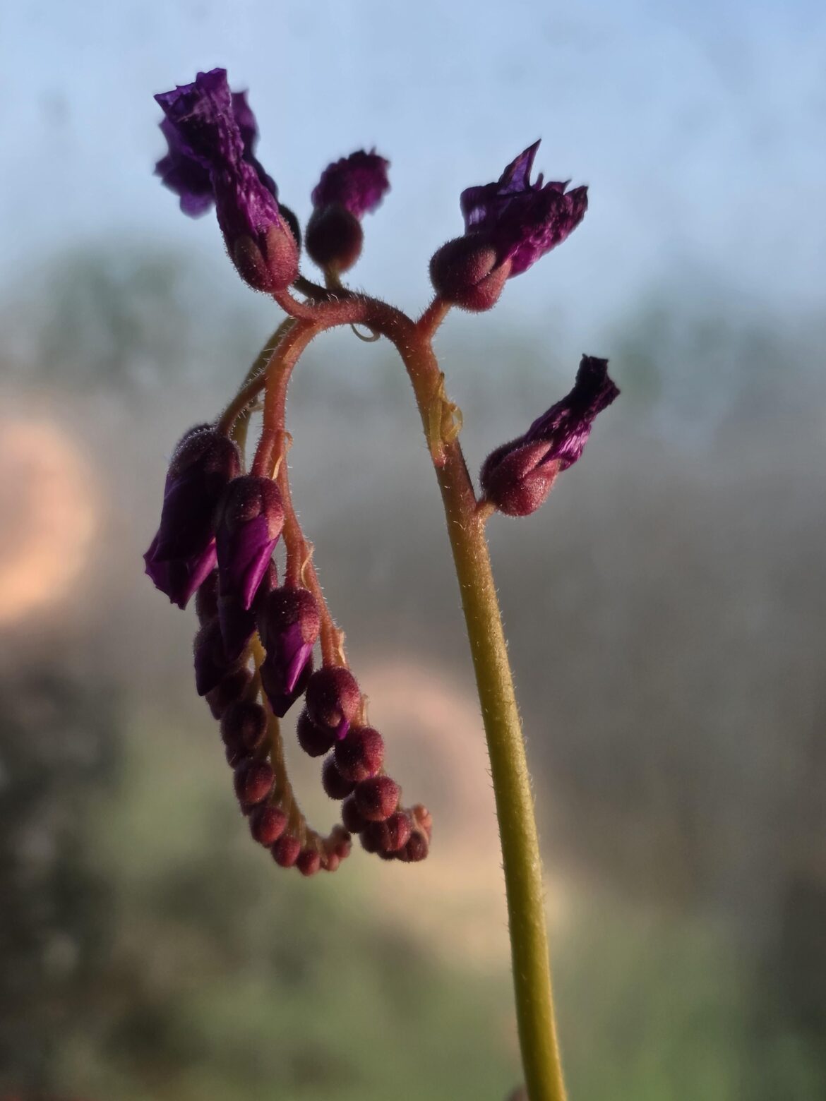 My Capensis is a Mutant