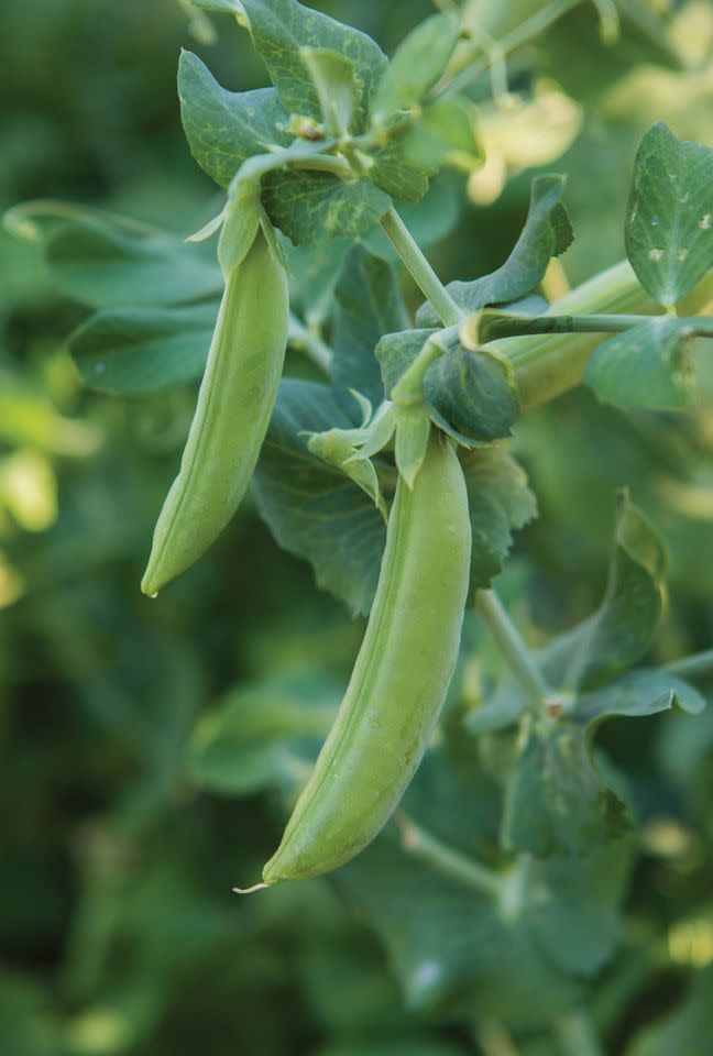 Credit: Courtesy of Burpee