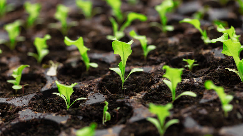 lettuce seedlings in trays